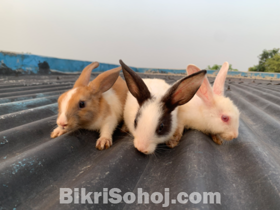 Rabbit